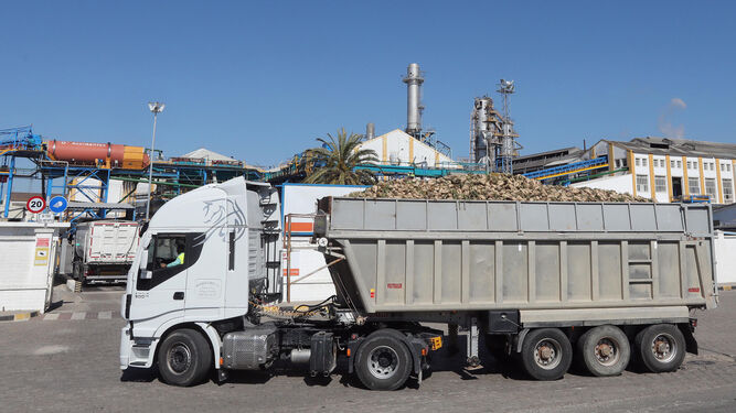 Un camión de remolacha entra en una planta azucarera en Jerez, en junio pasado.