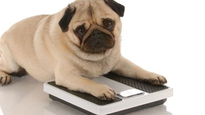 Una mascota tiene obesidad cuando supera en un 20-30% su peso corporal "normal".