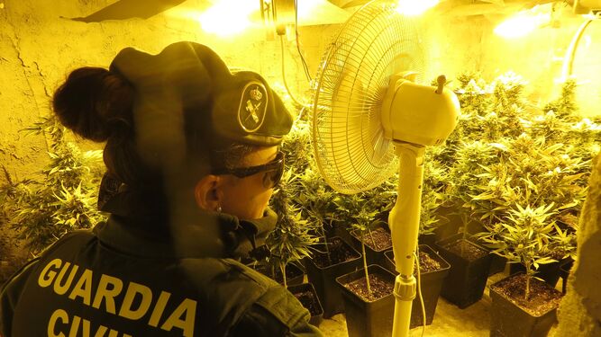Un cultivo de marihuana ‘indoor’, de los numerosos detectados por la Guardia Civil en colaboración con Endesa.