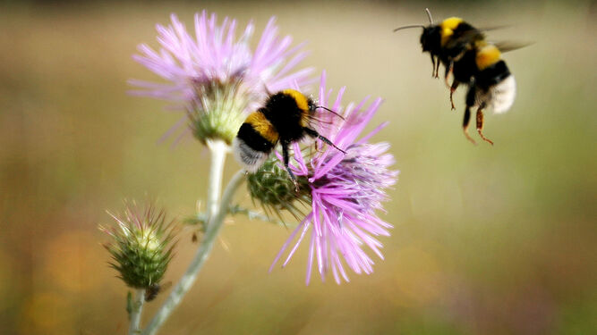 Un par de abejas en una flor