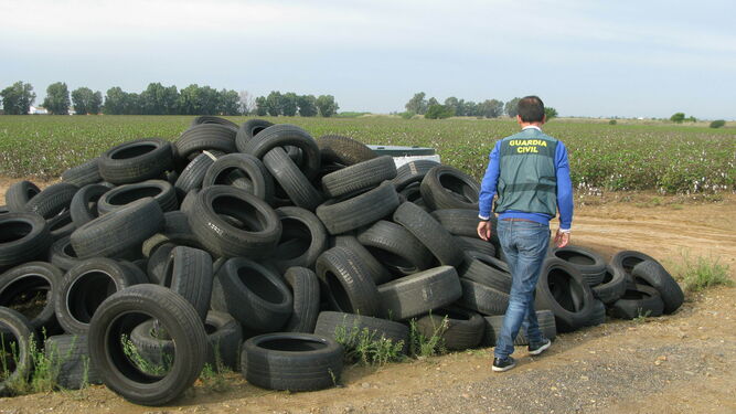 Un agente del Seprona observa los neumáticos abandonados en el campo.