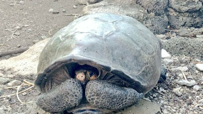 La tortuga gigante hallada en Galápagos que se creía extinta