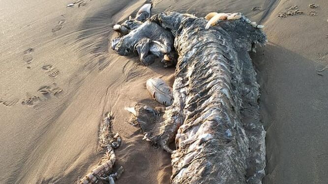 El cádáver del animal marino aparecido en la playa de Islantilla.