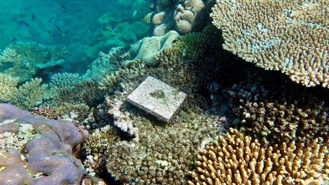 El cambio climático devasta los corales de la Gran Barrera australiana