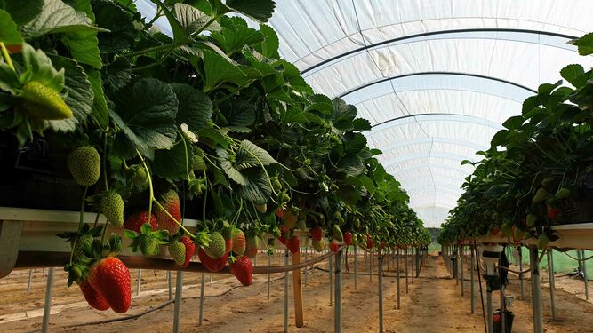 Cultivo de fresas en invernadero con el sistema experimental.