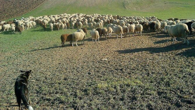 La Junta utiliza el pastoreo para mantener los cortafuegos