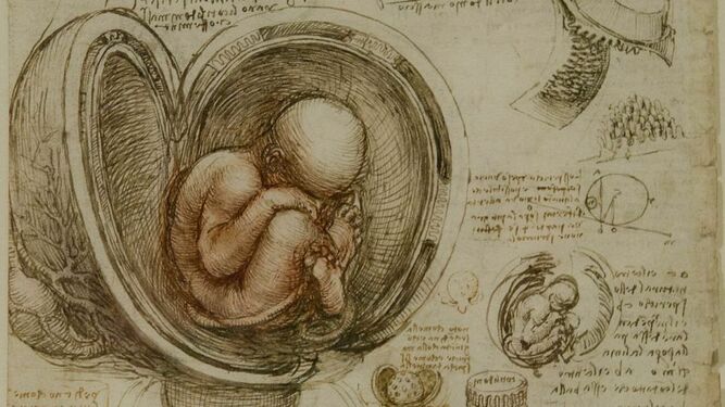 'El feto en el &uacute;tero, estudios de anatom&iacute;a'. Da Vinci manejaba el escalpelo con la misma habilidad que el pincel. Diseccion&oacute; cad&aacute;veres durante toda su vida y retrat&oacute; con detalle &oacute;rganos como el cerebro, el coraz&oacute;n o un cr&aacute;neo diseccionado. Una de sus obras m&aacute;s famosas es este estudio (1511 aproximadamente), elaborado con tiza roja que muestra el &uacute;tero durante un embarazo, con un feto en posici&oacute;n de nalgas.
