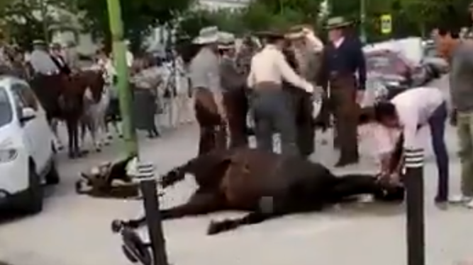Una captura del vídeo del PACMA con el caballo sufriendo en el suelo.