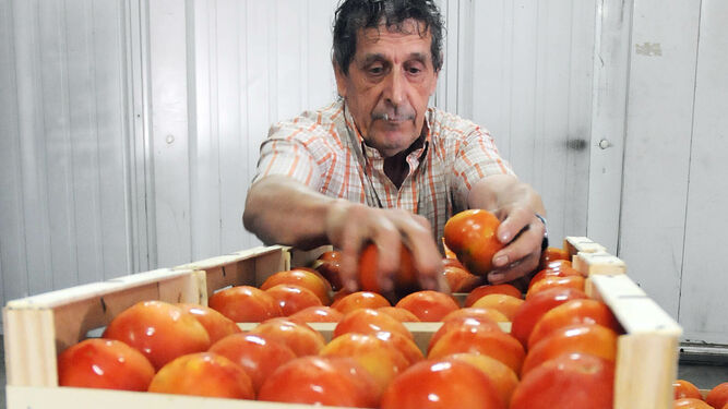 La producción de tomate de Los Palacios alcanza los 12 millones de kilos anuales.
