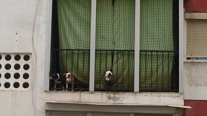 Los perros desalojados se asoman al balcón de la vivienda