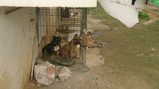 Algunos de los perros que criaba el detenido en el patio comunitario