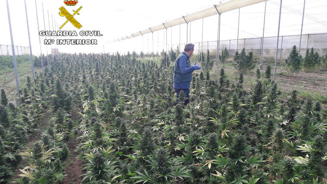 La plantación de marihuana intervenida en Marchena