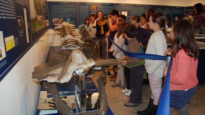 El ejemplar de seis millones de años, la ballena 'Perla', en el Museo de Alcalá de Guadaíra.