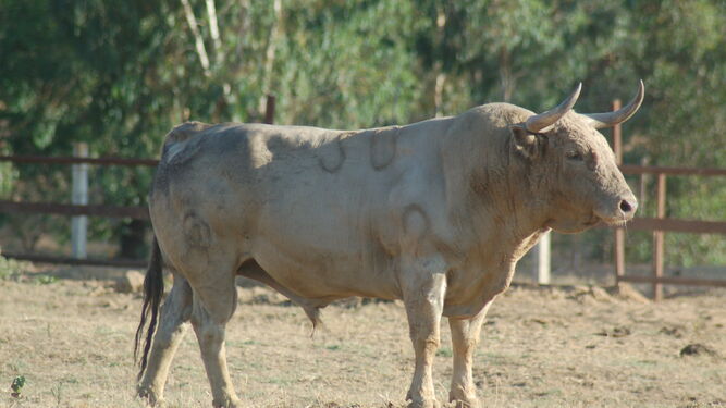 Un toro de Prieto de la Cal donde se aprecia el hierro.