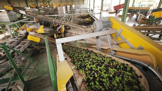 Una almazara en pleno proceso de producción de aceite de oliva