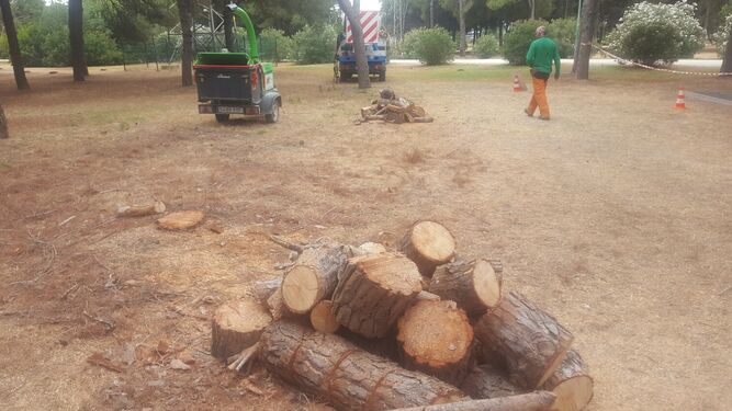 Restos de troncos de pinos talados en el Parque Infanta Elena.