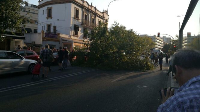 Cae una rama de un árbol sobre un vehículo en Marqués de Pickman
