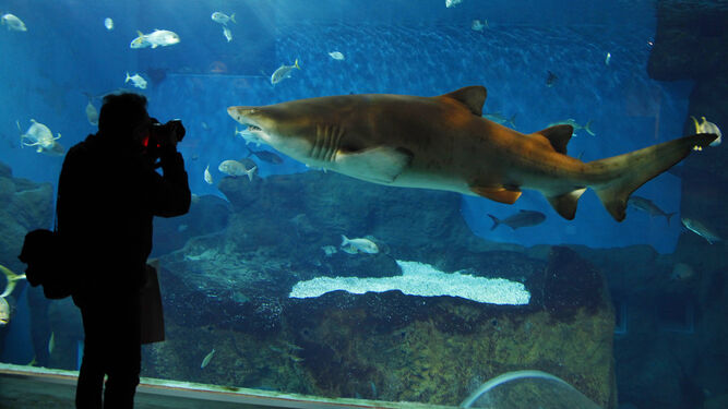 Un fotógrafo saca una instantánea de uno de los tiburones del Acuario de Sevilla.