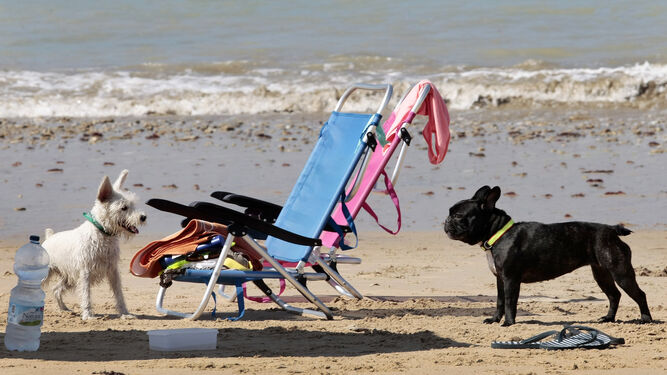 Andalucía, con 13 playas, es una de las comunidades con mayor número de playas aptas para entrar con perros.