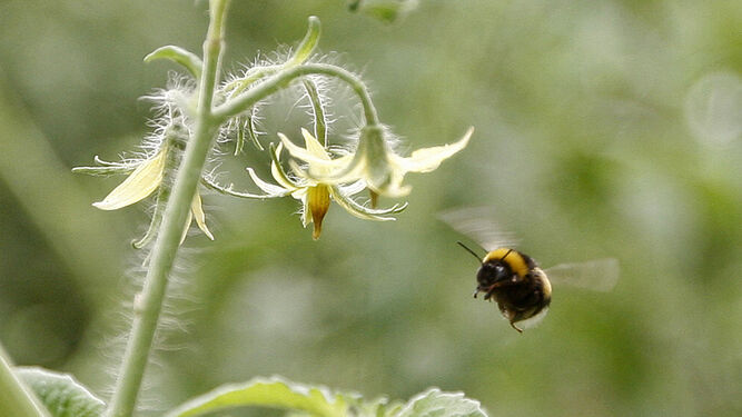 La agricultura intensiva almeriense es un referente en el uso de los abejorros para favorecer la polinización de los cultivos.