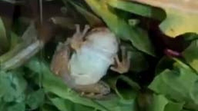 Captura del vídeo que mostraba la rana en la ensalada