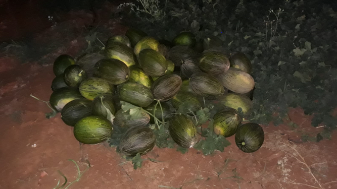 La Guardia Civil recupera y devuelve a sus propietarios casi 700 kilos de melones