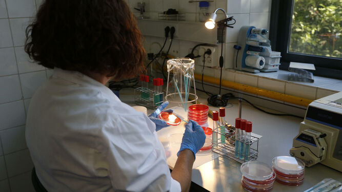 Trabajadora del Laboratorio Municipal de Sevilla examinando una muestra enviada para su análisis.