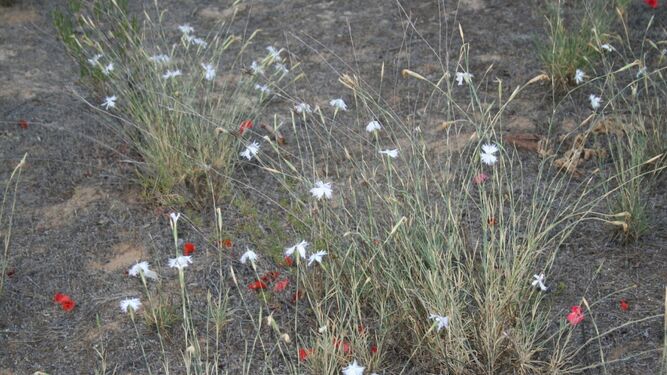 ‘Dianthus inoxianus’, el claves silvestre objeto de investigación.