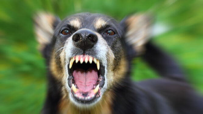 Casi el 95% de los casos en humanos se producen por la mordedura de perros infectados.