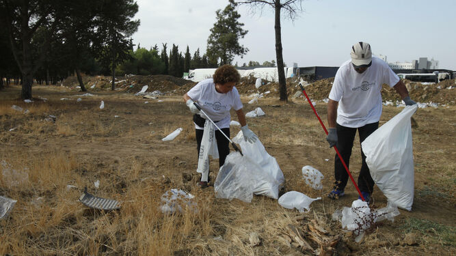 Dos voluntarios limpian el pinar junto al mercadillo de Alcosa, este domingo.