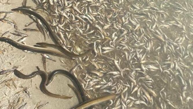 Hallan miles de peces y crustáceos muertos en el Mar Menor