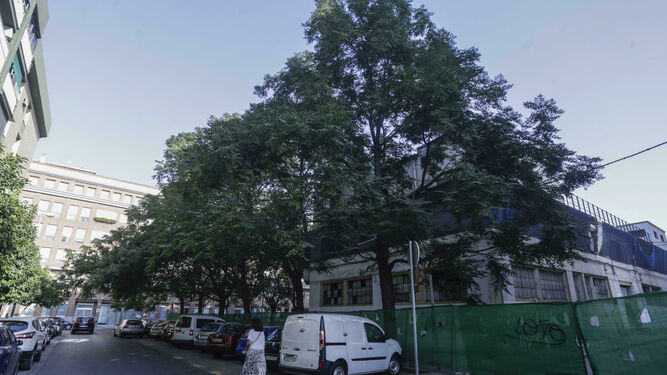 Los árboles de la especie melia que rodean al antiguo mercado de la Puerta de la Carne, que están sentenciados por el proyecto previsto en el edificio.