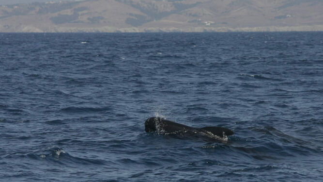 Avistamiento de cetáceos en las aguas del estrecho de Gibraltar
