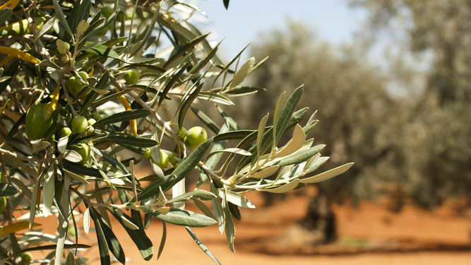 Aceitunas en un olivar