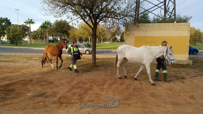 Dos caballos sueltos en Sevilla Este ponen en peligro la circulación en la zona
