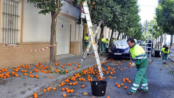 Operarios encargados de la recogida de naranjas en Sevilla.