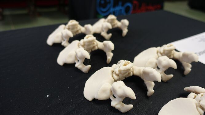 Detalle de biomodelos 3D de pelvis infantiles.