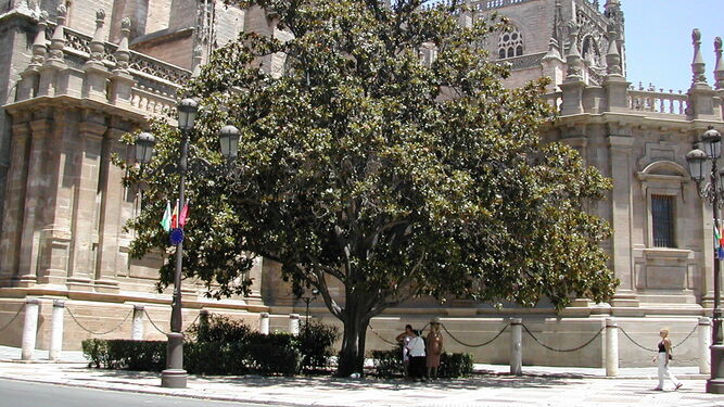 El magnolio de la Catedral es uno de los árboles singulares de Sevilla.