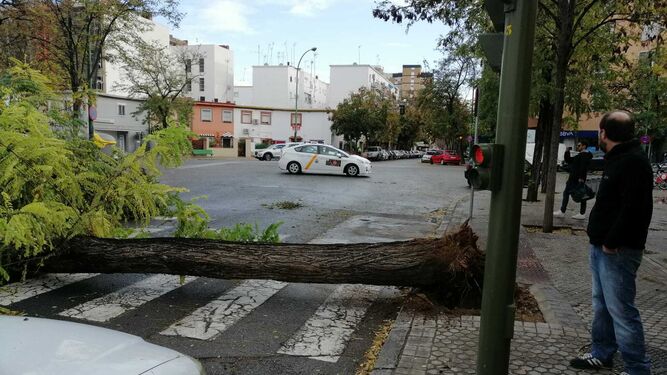 Las imágenes del temporal que azota Sevilla
