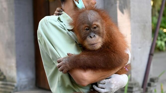 'Bonbón', el orangután hallado en una maleta en Bali, regresa a su isla natal