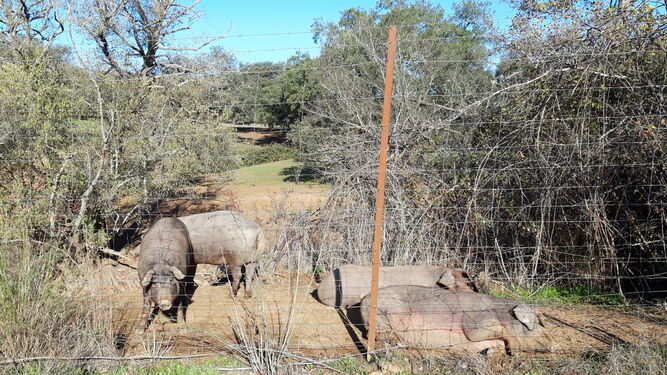 Los cerdos, junto a la cerca que delimita el camino.