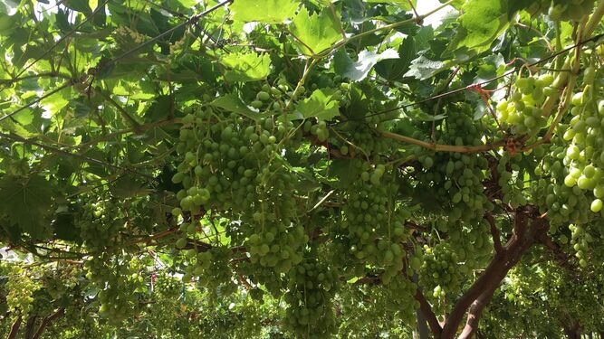 Cultivo de uva tratado por Vellsam.