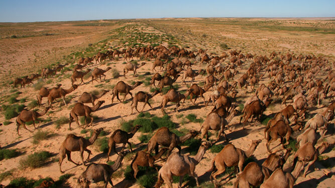 Camellos australianos caminan por el desierto