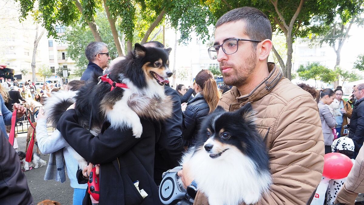 Algunas personas con sus perros, mientras esperan los concursos de San Antón.