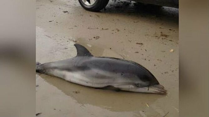 Uno de los delfines varados en Denia.