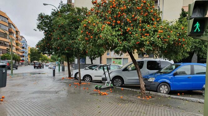 Una de las calles denunciadas por el PP donde pueden verse las naranjas por el suelo.