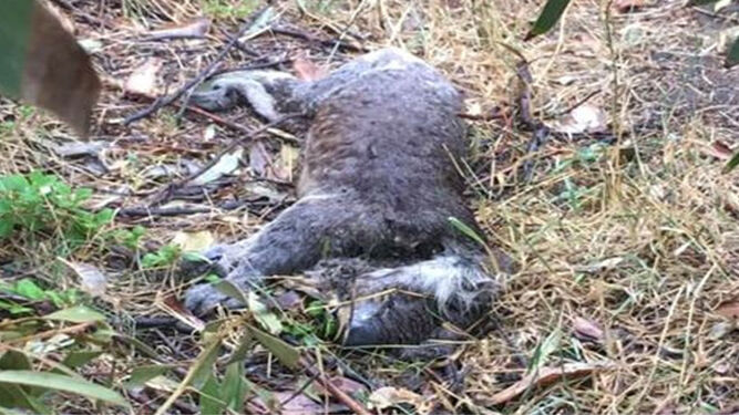 Uno de los koalas muertos