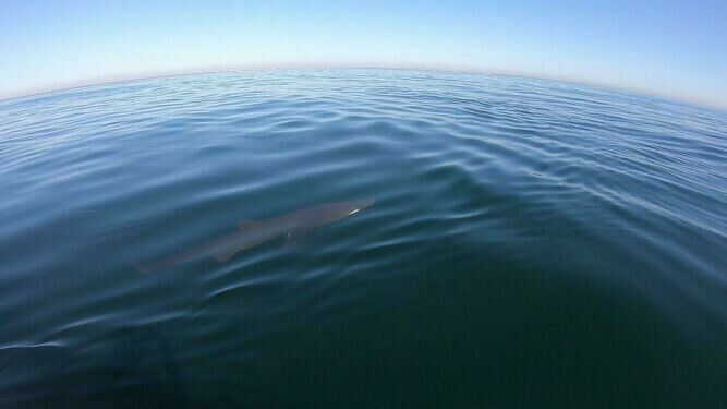 El tiburón peregrino avistado en Punta Umbría