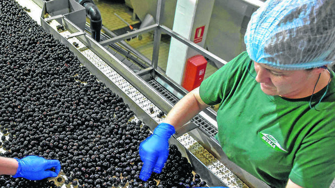 Línea de procesado de aceituna negra en Agro Sevilla.
