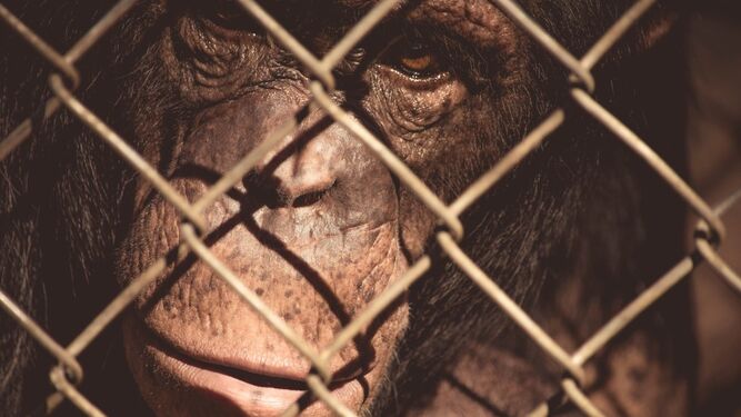 Un chimpancé en una jaula.